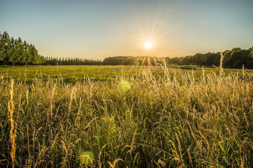 Optymalny termin siewu pszenicy&nbsp;ozimej
